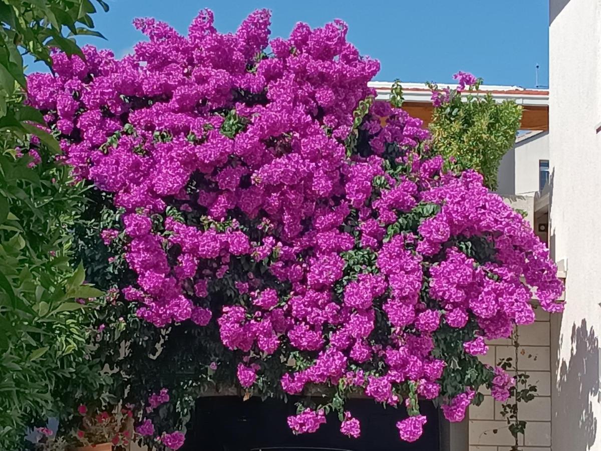 Apartments Sirius Κόρτσουλα Εξωτερικό φωτογραφία